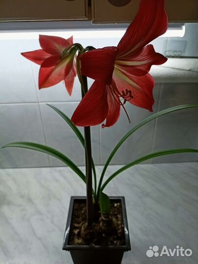 Луковицы амариллиса
