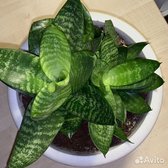 Сансевиерия (щучий хвост)