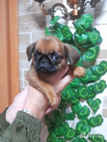 Щенки пти брабансона