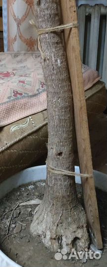 Юкка комнатная