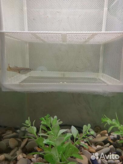 Мальки гуппи