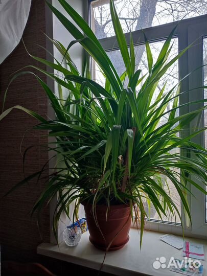 Панданус Вейча, винтовая пальма