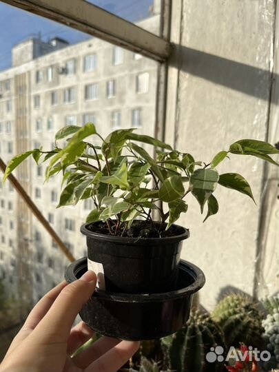 Фикус бенджамина