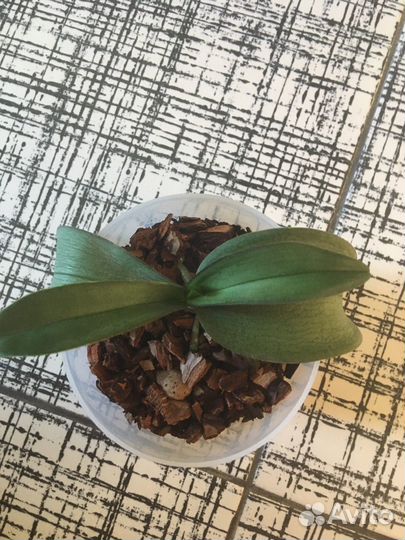 Орхидея фаленопсис Мультифлора мини Horngli Vicky