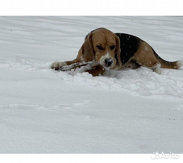 Щенки бигль