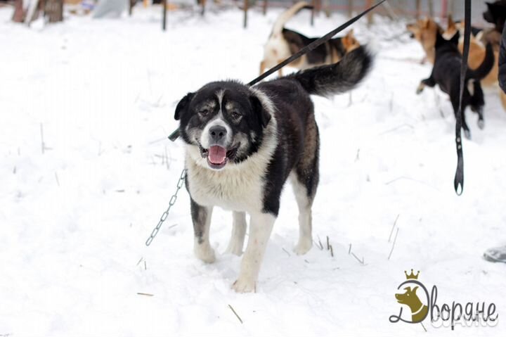 Отличный парень по кличке Балу