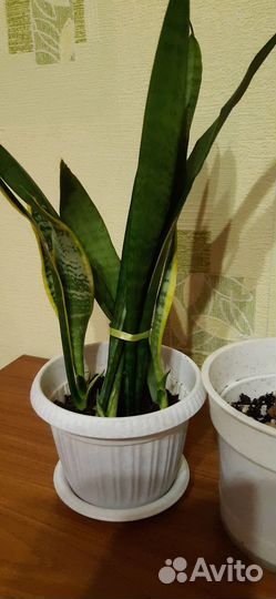 Сансевиерия