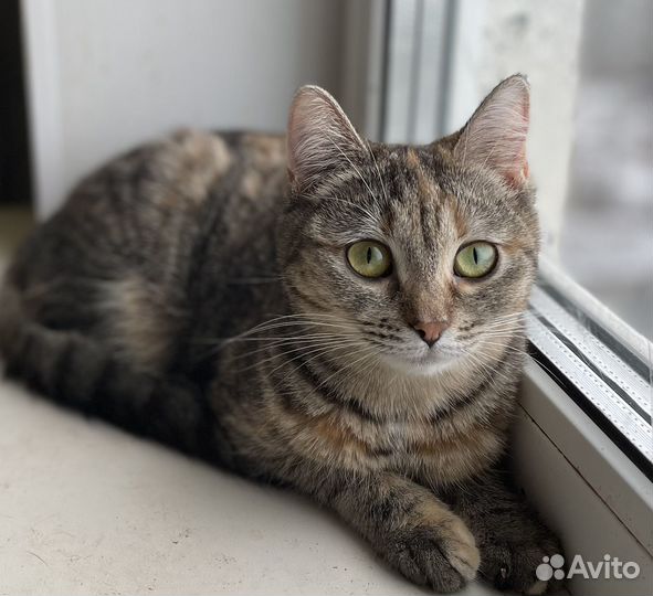 Малышка Селена ищет дом