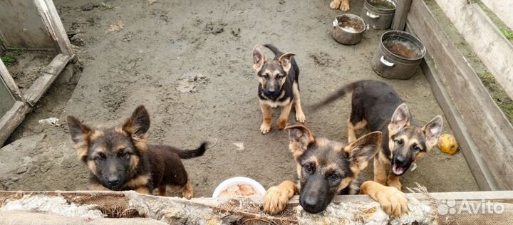 Собаки щенки немецкая овчарка