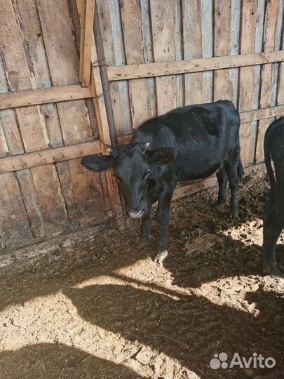 Телка 7 месяцев