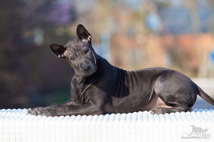 Тайский риджбек щенки