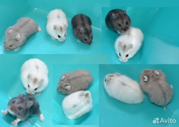 Ручные хомяки мелких пород и клетки
