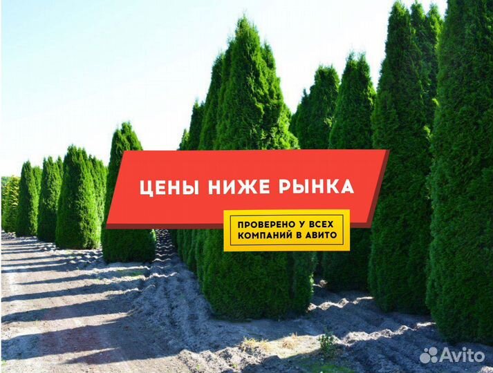 Туя Западная Колумна