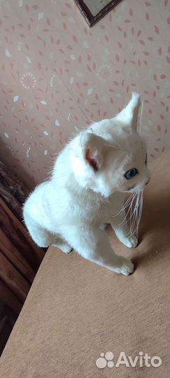 Кошечка ручной работы