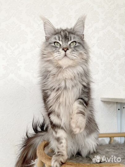 Молодой котик Мейн-кун
