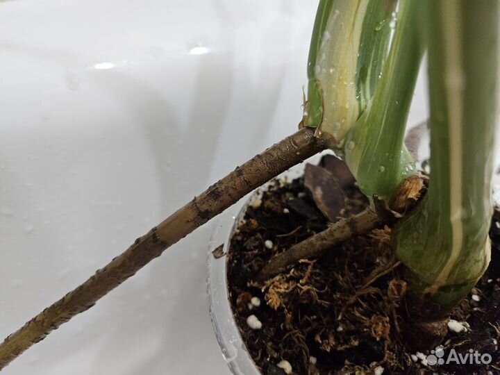 Монстера тайское созвездие домашняя