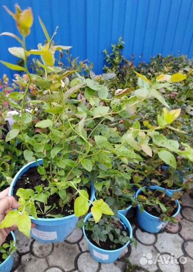 Саженцы голубики