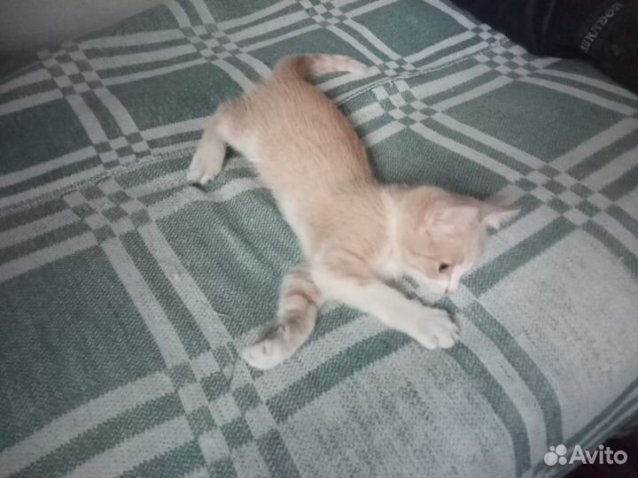 Котята