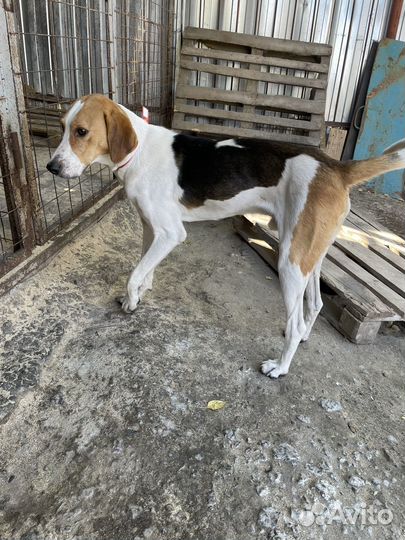 Собака в добрые руки