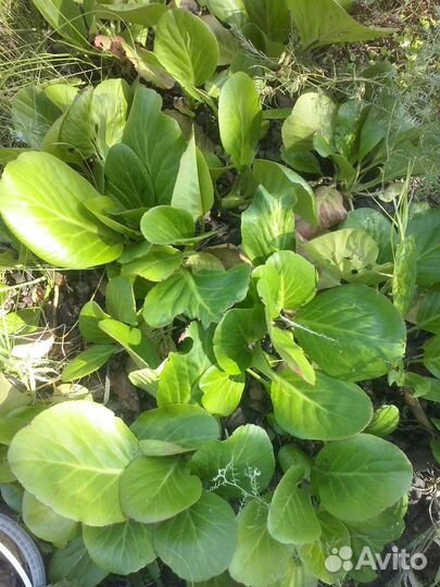 Бадан для здоровья и красоты