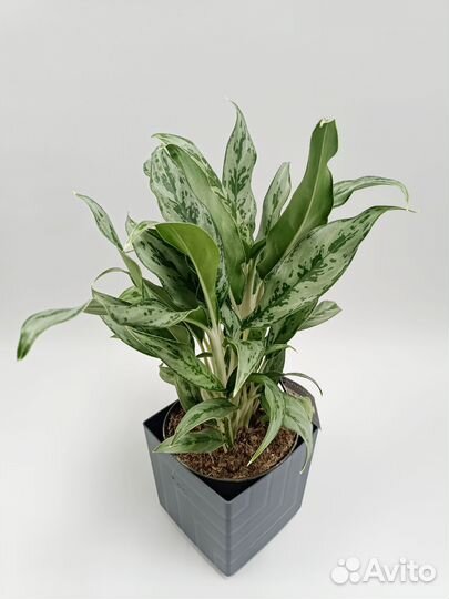 Аглонема (Aglaonema Greyhound)