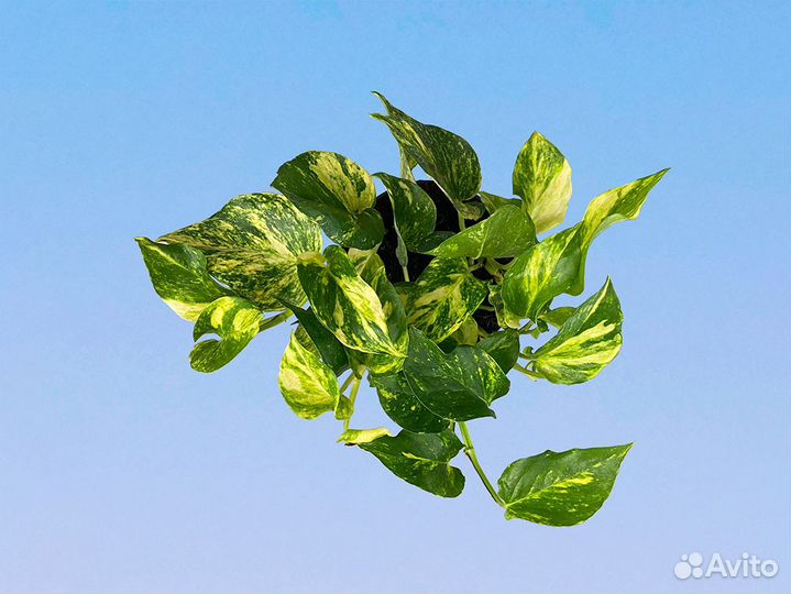 Сциндапсус Хиколор 12/20