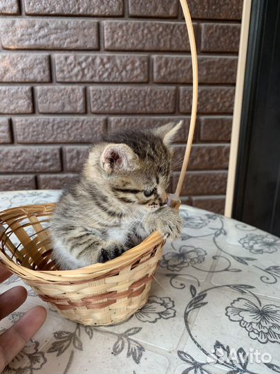 Кошка в дар бесплатно