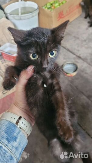 Котята