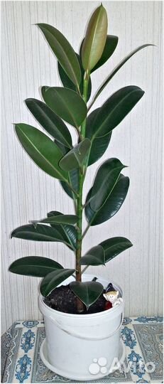 Фикус Робуста