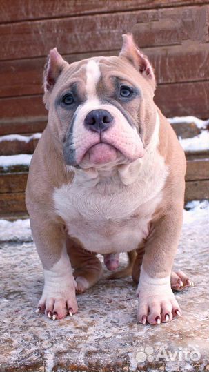 Щенок на прогулке. Американский булли