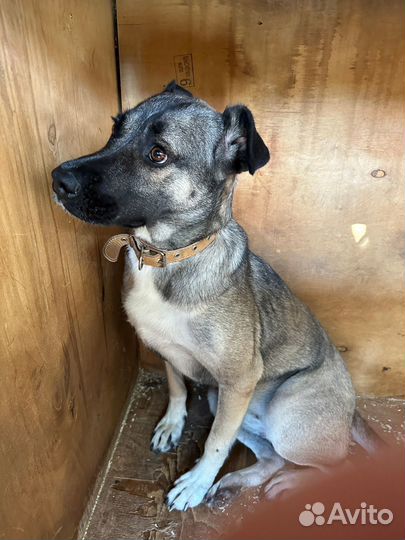 Собака из приюта