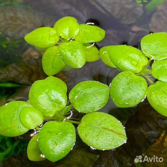 Аквариумные рыбки, растения,креветки, мох, корм