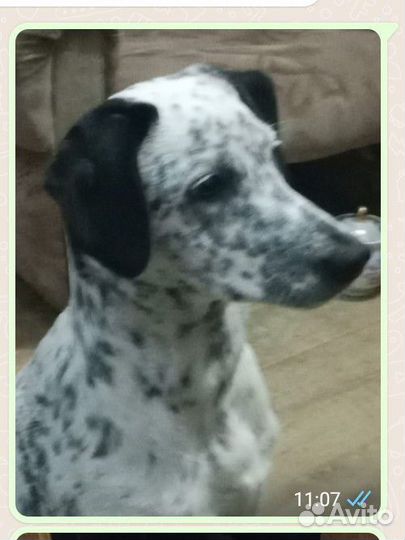Продам девочку далматинку