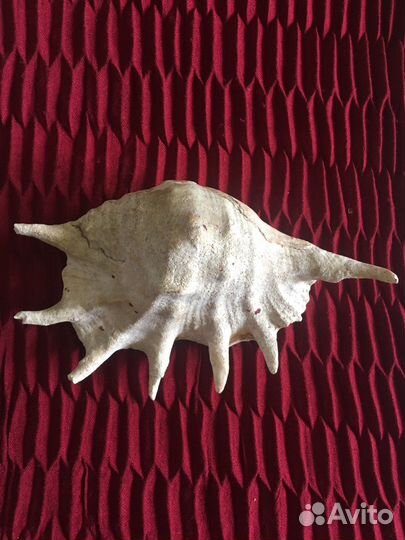 Большая морская раковина