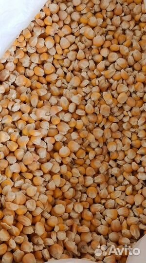 Кукуруза кормовая