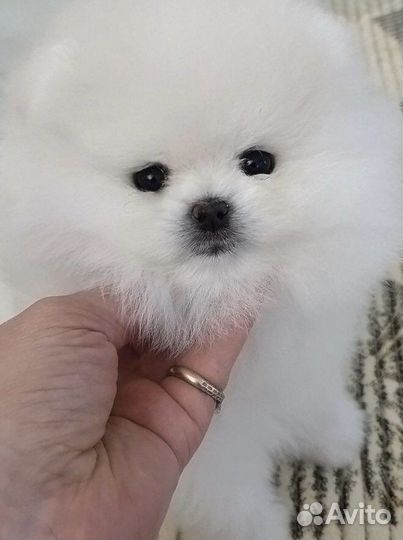 Щенки померанского шпица медвежьего типа