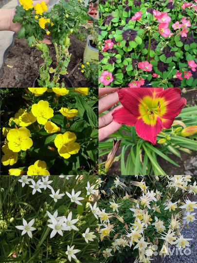 Многолетние садовые растения