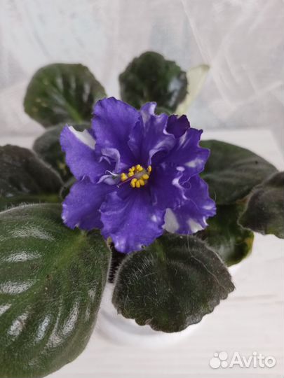 Фиалки цветущие в горшке