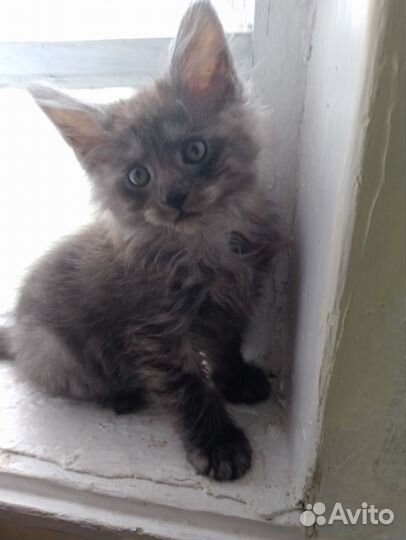 Котята мейн-кун