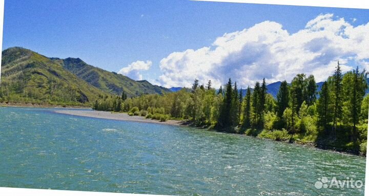 Тур путевка Алтай летний программы до 7 дней