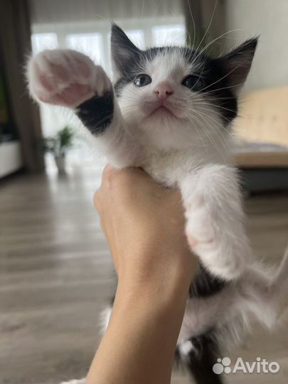 Котята в добрые руки даром