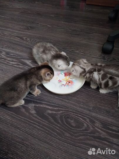 Шотландские котята