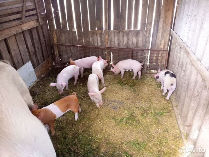 Поросята ландрас