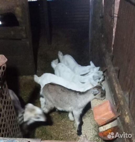 Козлята ламанча