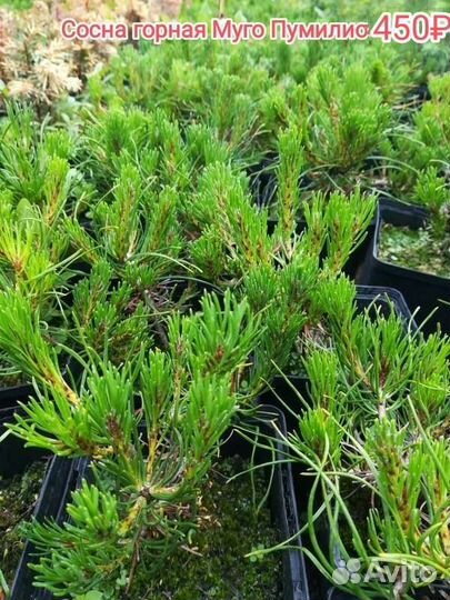Горная сосна Муго Пумилио хвойные саженцы