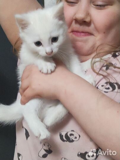 Отдам котенка