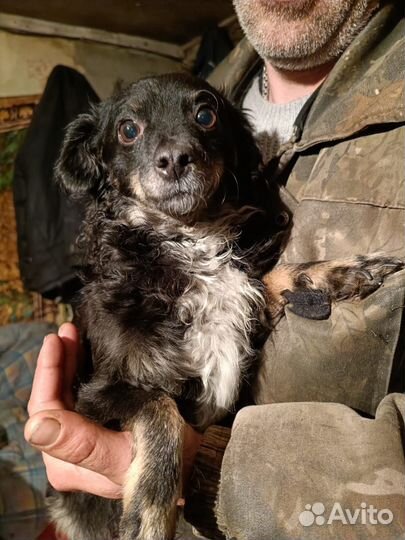 Щенки шпица