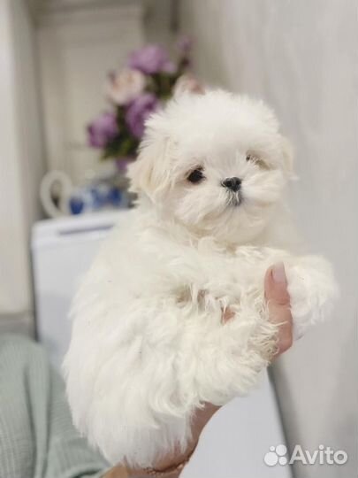 Щенок миник