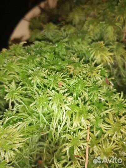 Мох сфагнум