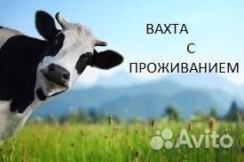 Дояр вахтой